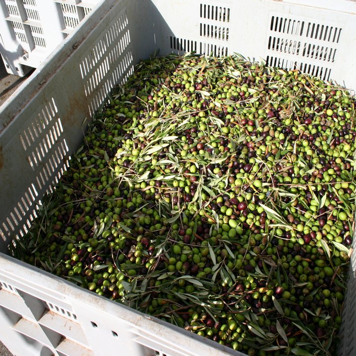 Foto Olio d'oliva Cori Meo Dattilo-Paceco