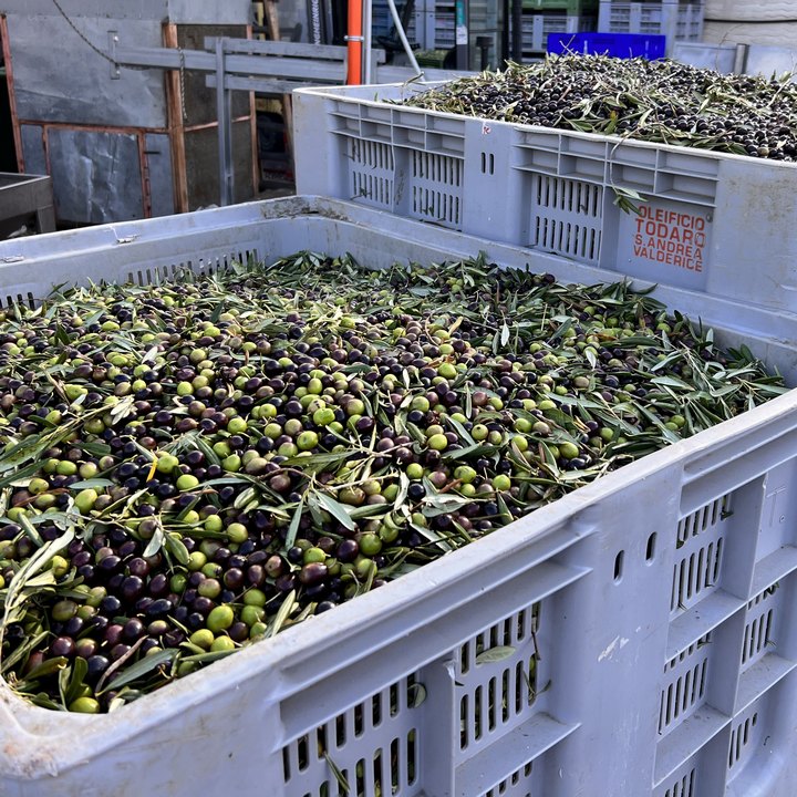 Foto Olio d'oliva Cori Meo Dattilo-Paceco