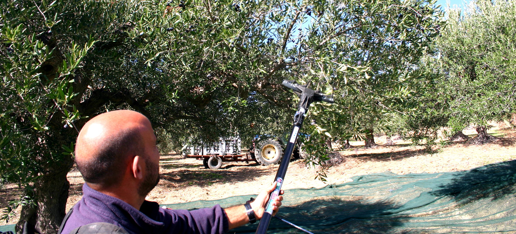 Raccolta olive