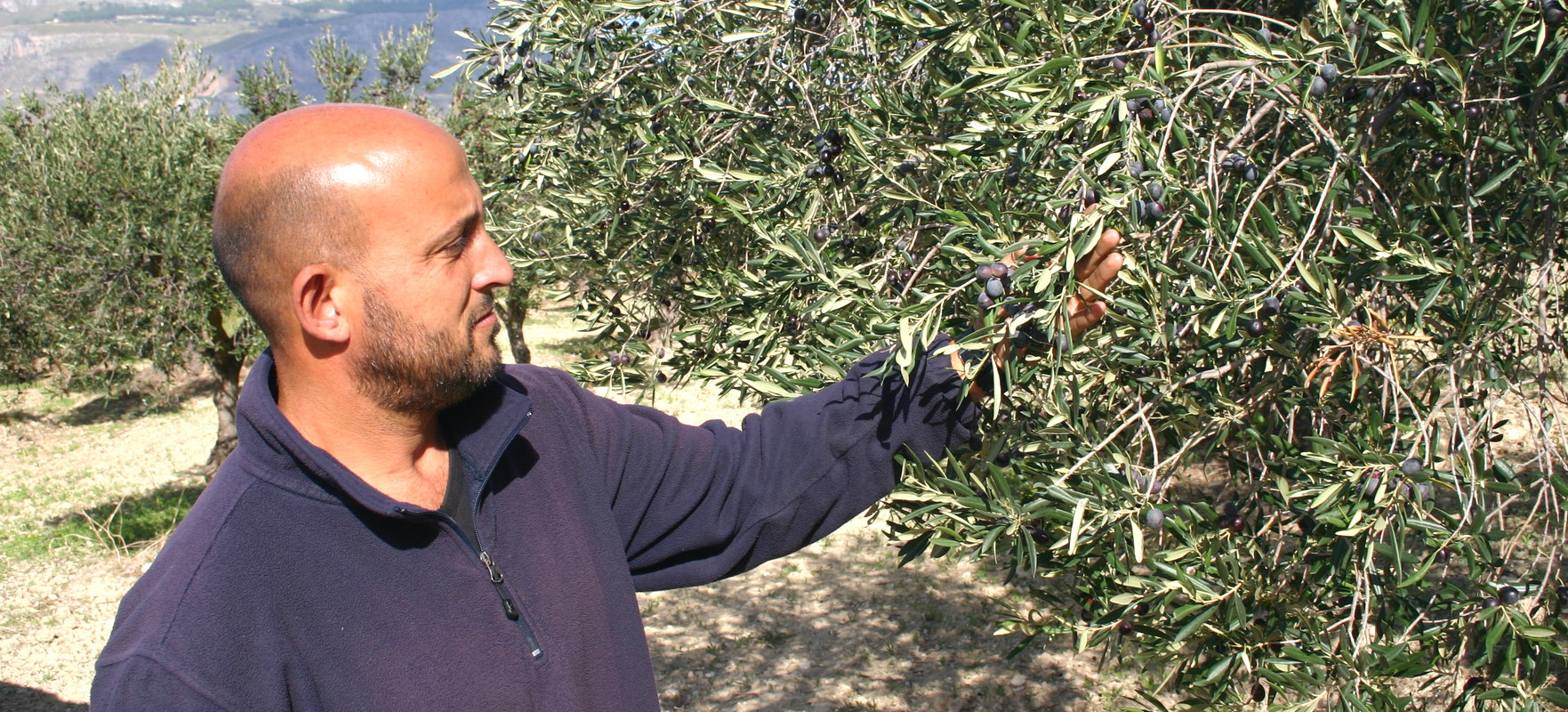 Olive Olio Cori Meo