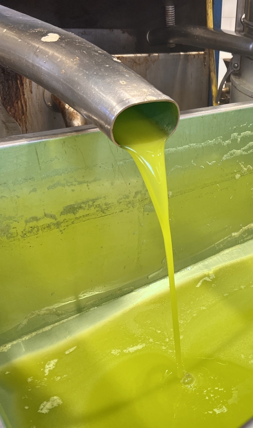 Olio in produzione