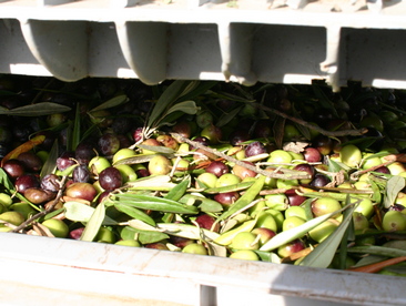 olio Evo siciliano